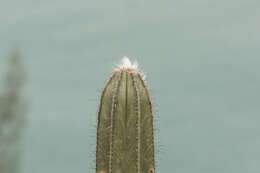 Imagem de Pilosocereus ulei (K. Schum.) Byles & G. D. Rowley