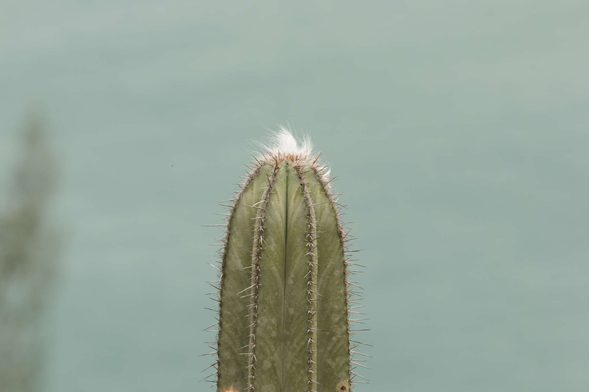 Imagem de Pilosocereus ulei (K. Schum.) Byles & G. D. Rowley