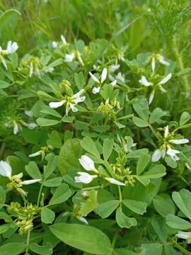 Image de Trigonella arabica Delile