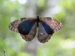 Image of Morpho peleides Kollar 1850