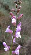 Image of Antirrhinum controversum Pau