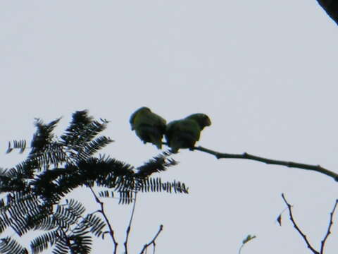 Image of Yellow-lored Amazon