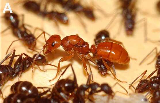 Image of Slave-making ant