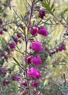 Image of Tall Boronia