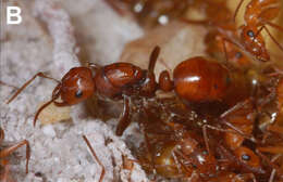 Image of Slave-making ant