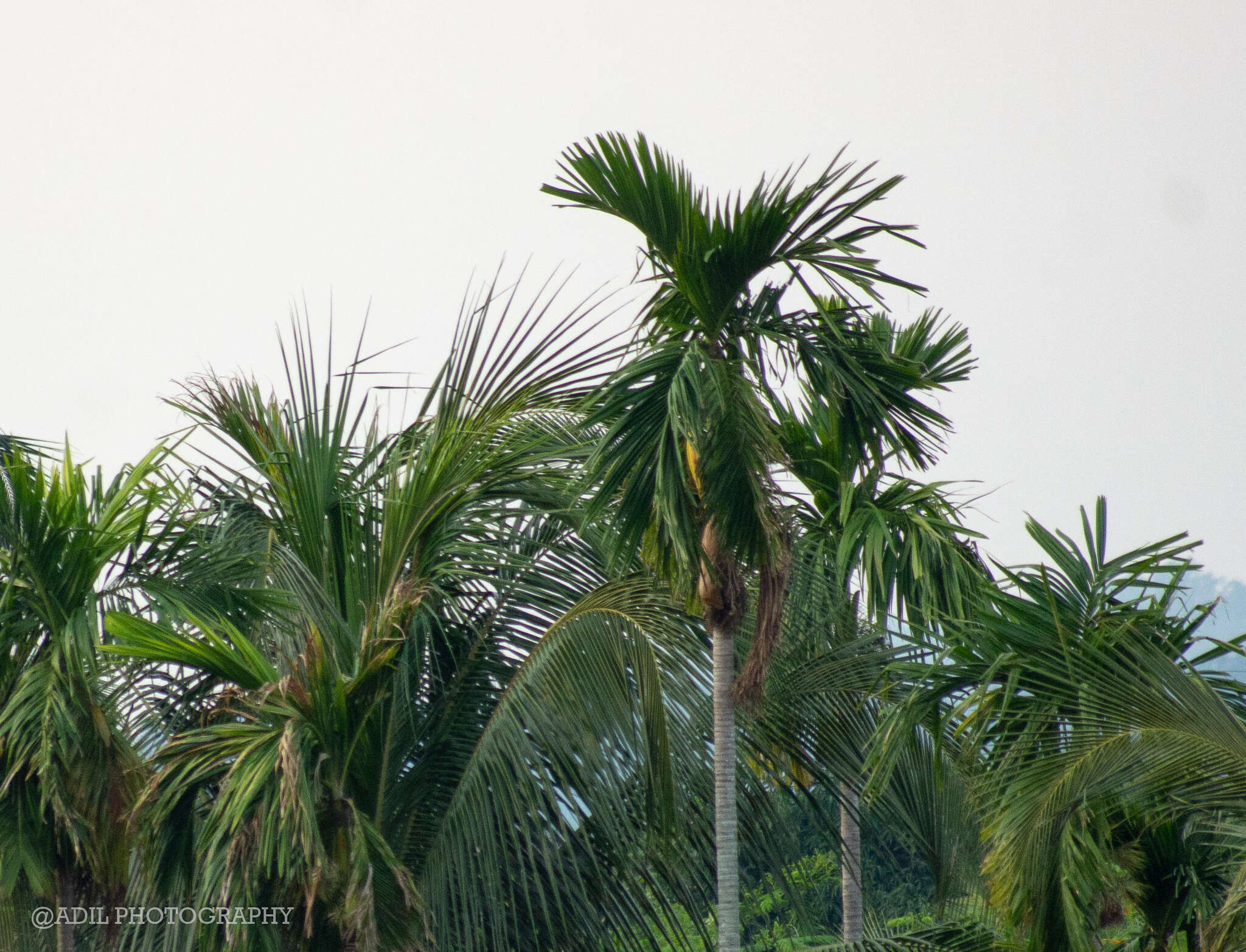 Image of betel palm