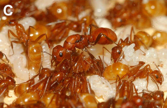 Image of Slave-making ant