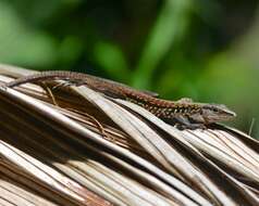 Image of Ameiva Lizard