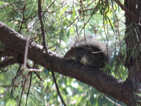 Image of Collie's Squirrel