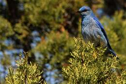 Image of Mountain Bluebird