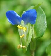 Image of Asiatic dayflower