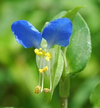 Image of Asiatic dayflower