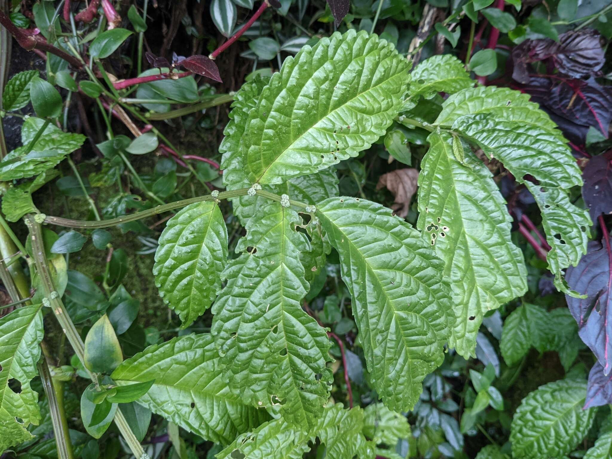 Image of Elatostema oblongifolium Fu