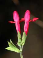 Salvia microphylla Kunth resmi