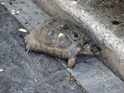 Image of Marginated Tortoise