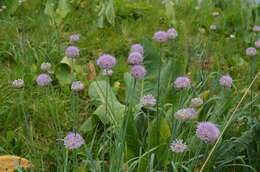 Image of Allium hymenorhizum Ledeb.