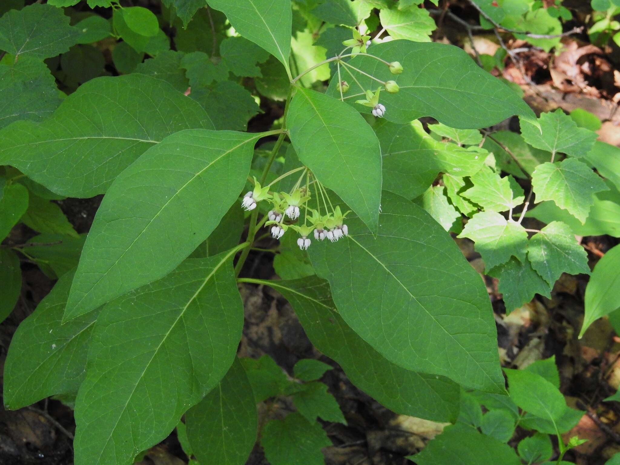 Image of poke milkweed