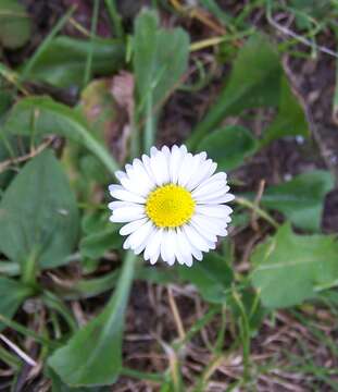 Image of Daisy