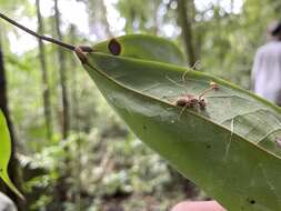 Image of Ophiocordyceps lloydii (H. S. Fawc.) G. H. Sung, J. M. Sung, Hywel-Jones & Spatafora 2007