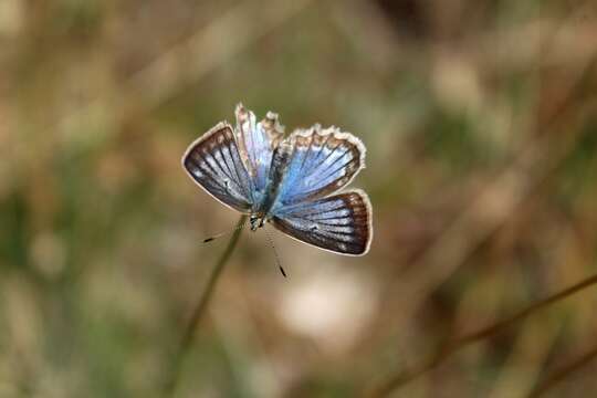 Image of Polyommatus daphnis