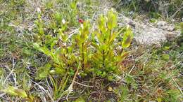 Image of Gentianella magellanica (Gaudich.) Fabris