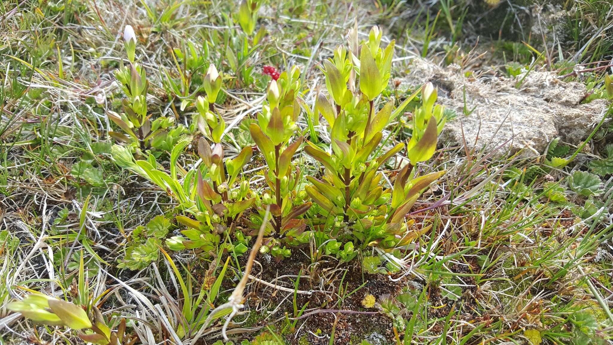 Image of Gentianella magellanica (Gaudich.) Fabris