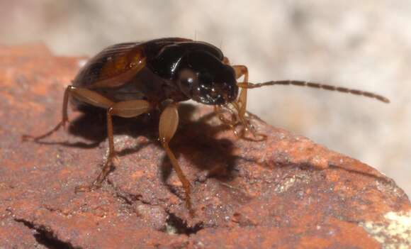 Imagem de Badister (Badister) maculatus Le Conte 1853