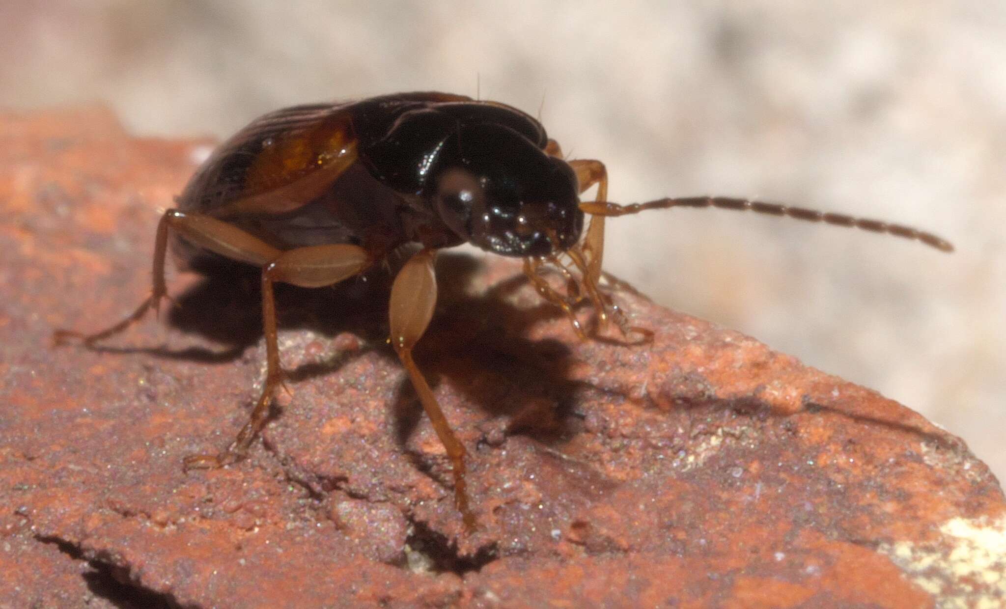 Plancia ëd Badister (Badister) maculatus Le Conte 1853