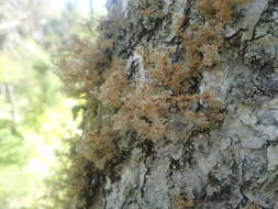 Image of globe ball lichen