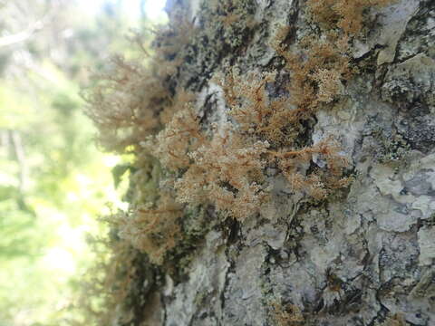 Image of globe ball lichen