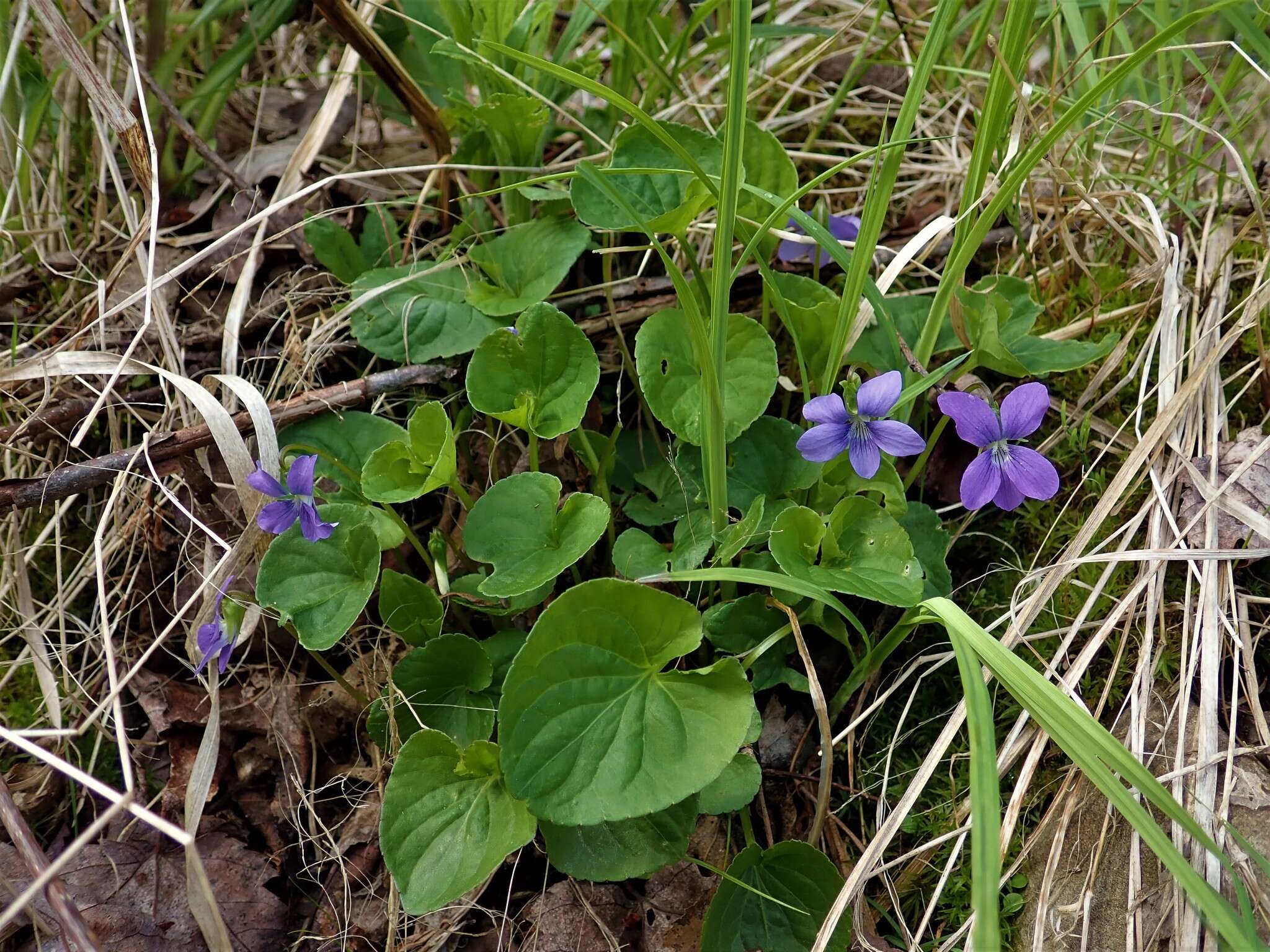 Слика од Viola cucullata Ait.