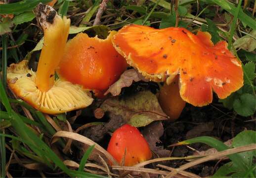 Image de Hygrocybe aurantiosplendens R. Haller Aar. 1954