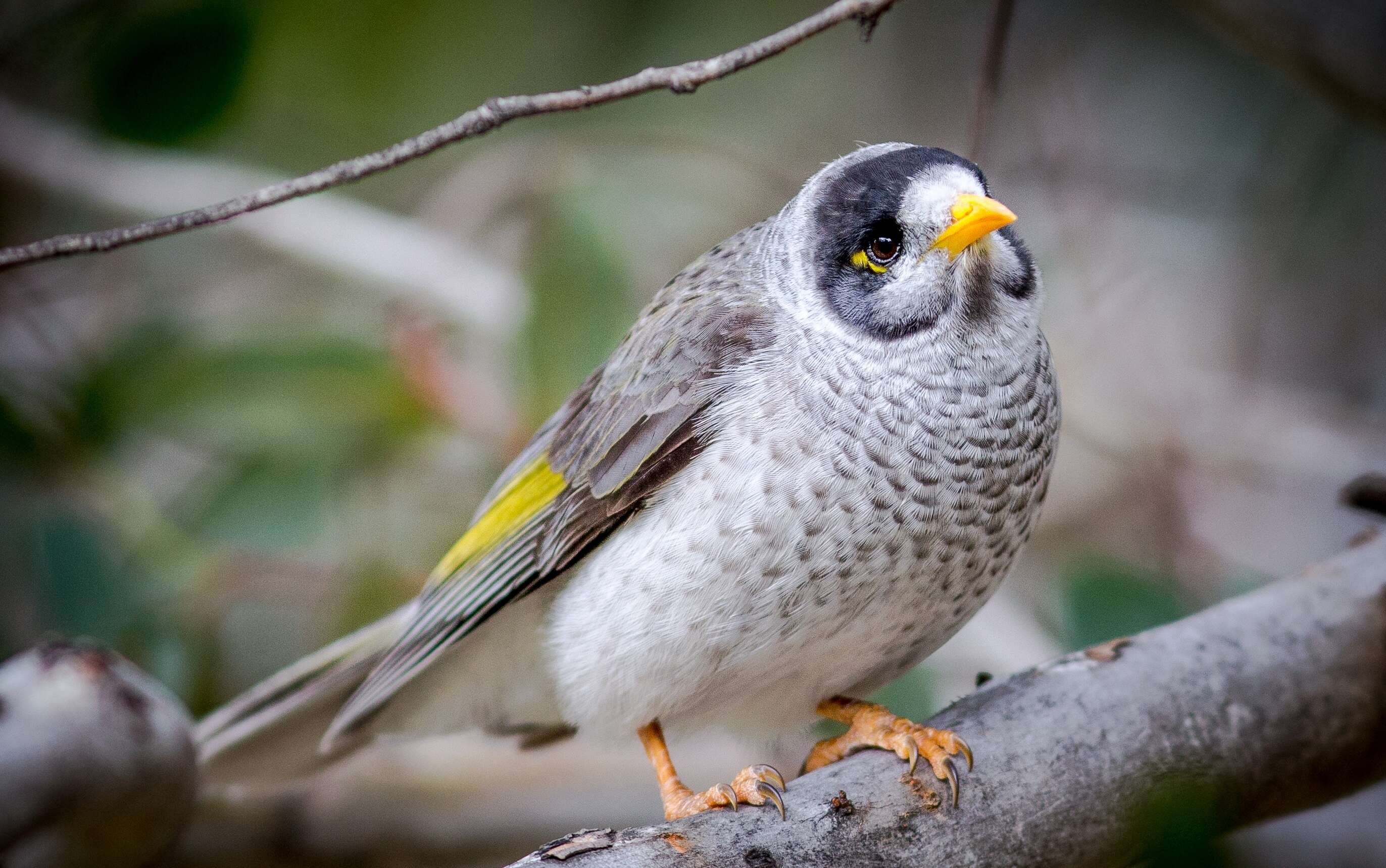 Image of Noisy Miner