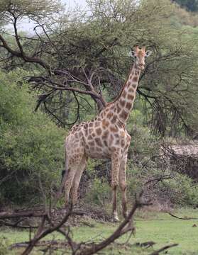 Plancia ëd Giraffa camelopardalis (Linnaeus 1758)