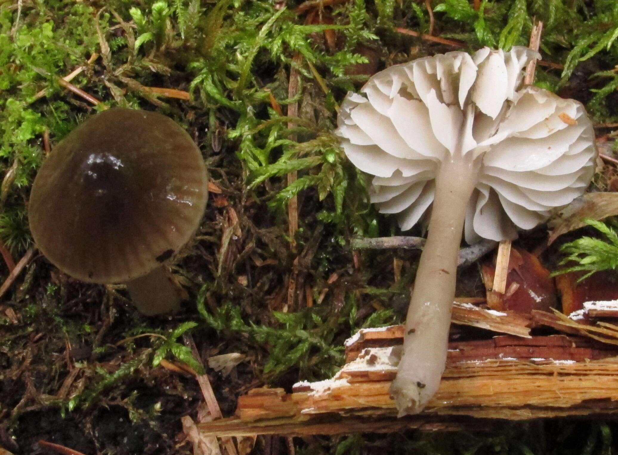 Imagem de Hygrocybe irrigata