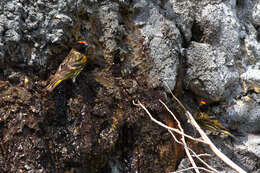 Image of Fire-fronted Serin