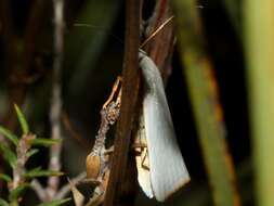 Image of Xylorycta luteotactella Walker 1864