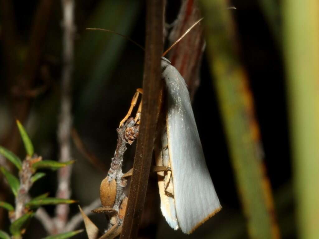 Imagem de Xylorycta luteotactella Walker 1864