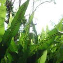 Image of Fortune's Ribbon Fern