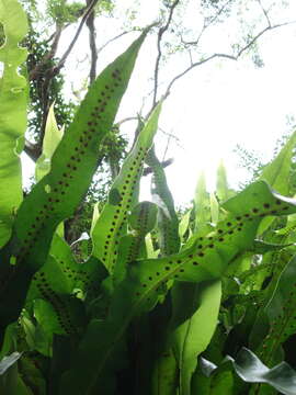 Image of Fortune's Ribbon Fern