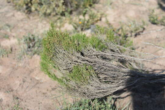 Image of Fabiana patagonica Speg.