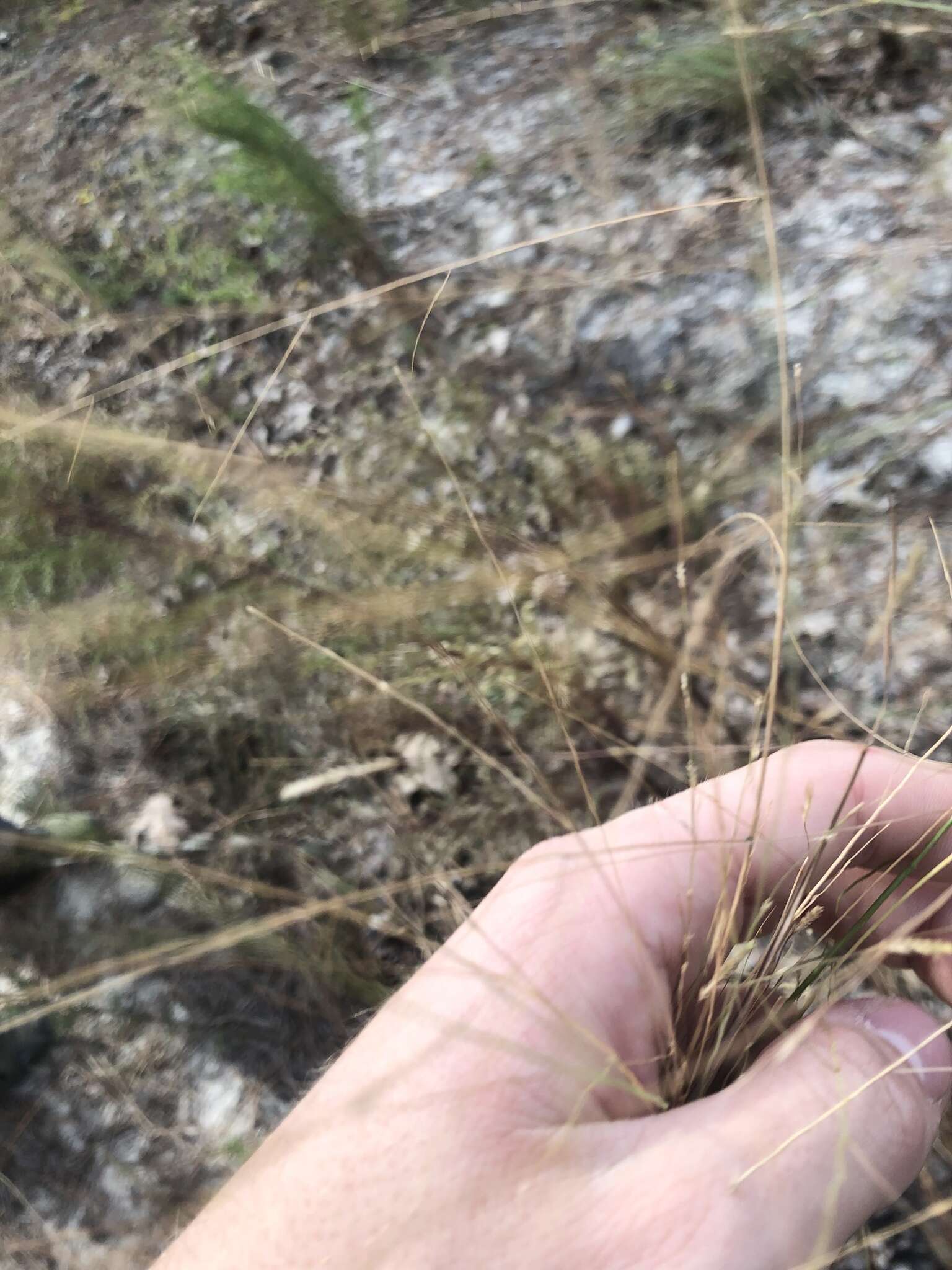 Image de Eragrostis refracta (Muhl.) Scribn.