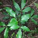 Image of Pseudopanax gilliesii Kirk