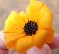 Image of Osteospermum hyoseroides (DC.) T. Norl.