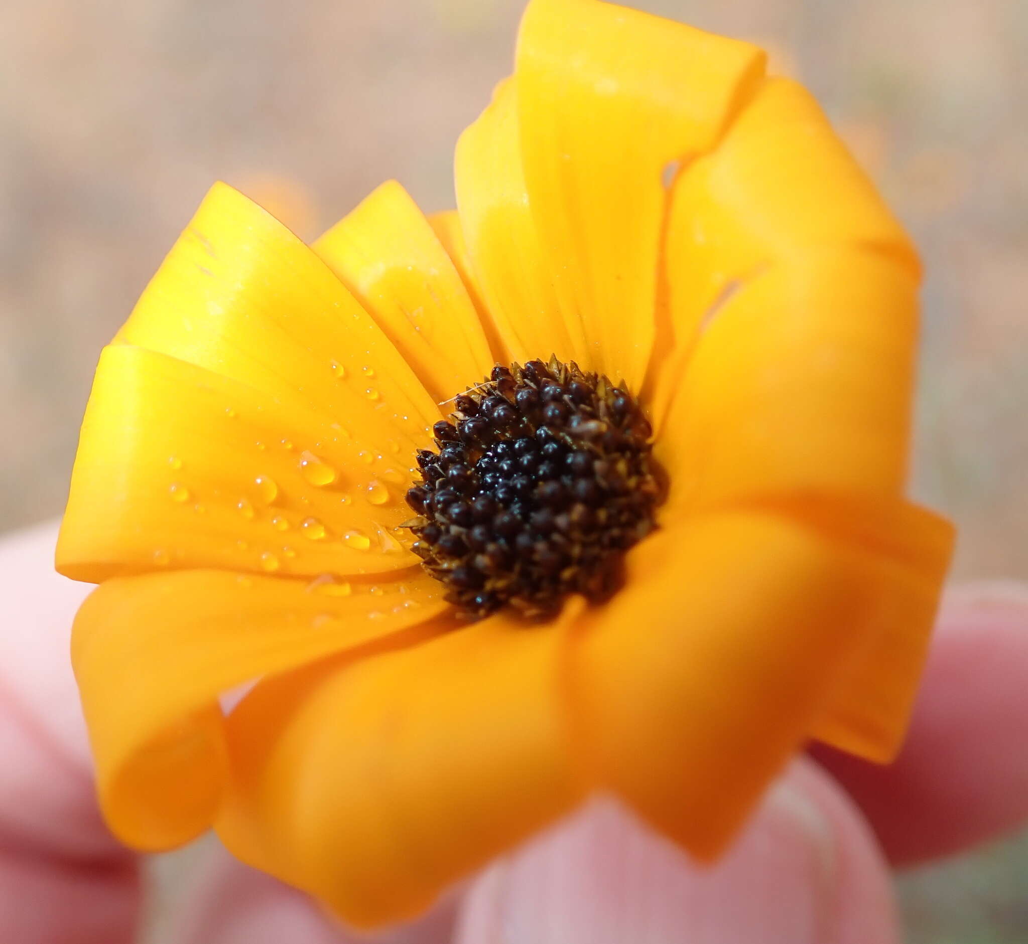 Image of Osteospermum hyoseroides (DC.) T. Norl.