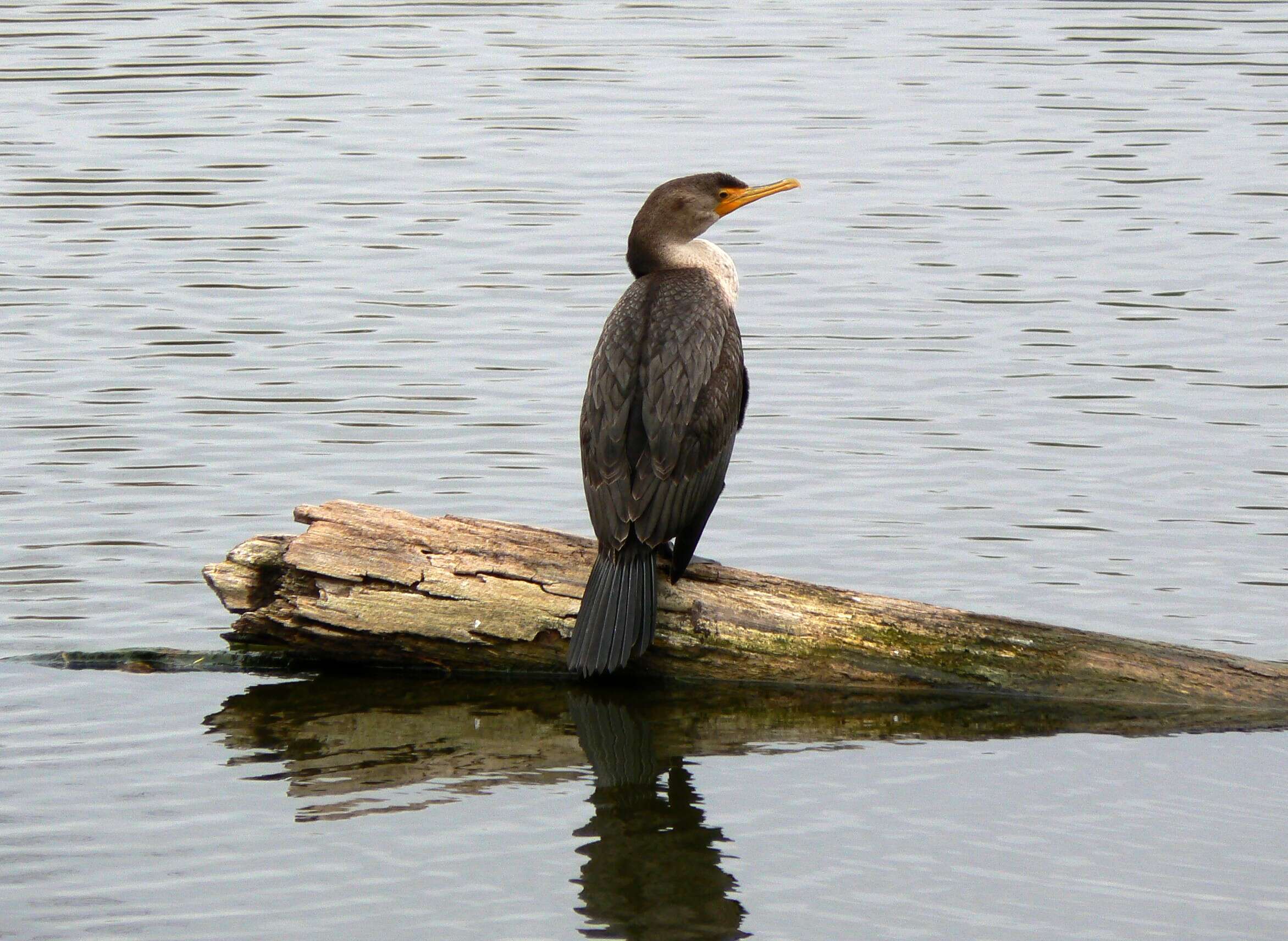 Plancia ëd Phalacrocorax auritus (Lesson & R 1831)