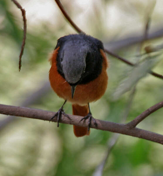 Image of Black Redstart