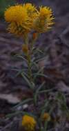 Image of <i>Waitzia <i>acuminata</i></i> var. acuminata