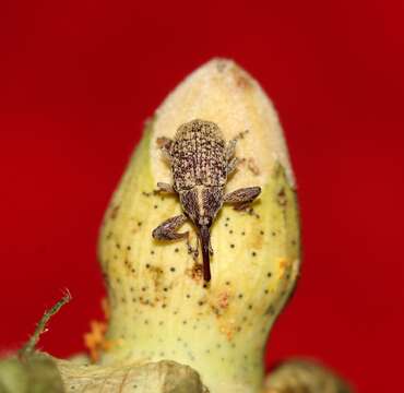 Image of Boll Weevil