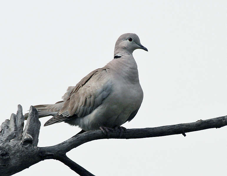 Image of Collared Dove